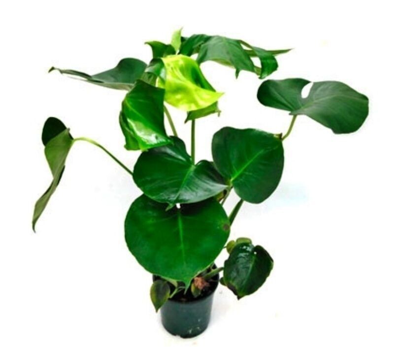 Monstera. Planta natural de interior con hojas grandes. Maceta 14 cm.