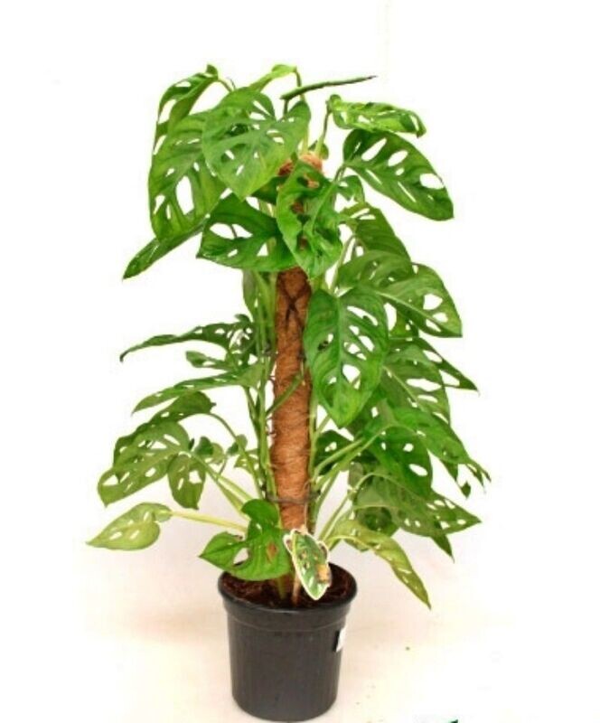 Monstera Obliqua. Planta de interior con tutor. Maceta 17 cm