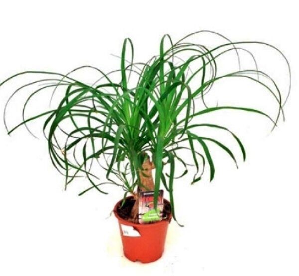 Nolina Beaucarnea Recurvata. Planta Interior. C14 cm