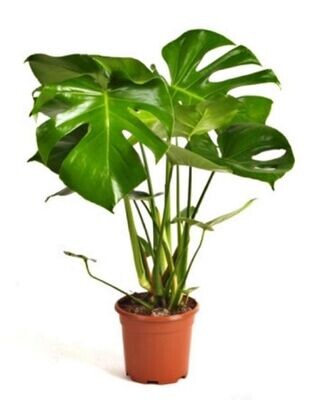 Monstera. Planta natural de interior con hojas grandes. Maceta 17 cm