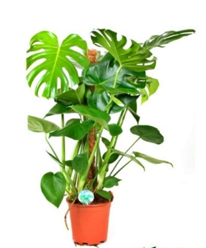 Monstera tutor. Planta de interior con tutor. Maceta 20 cm