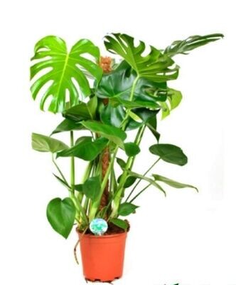 Monstera tutor. Planta de interior con tutor. Maceta 20 cm