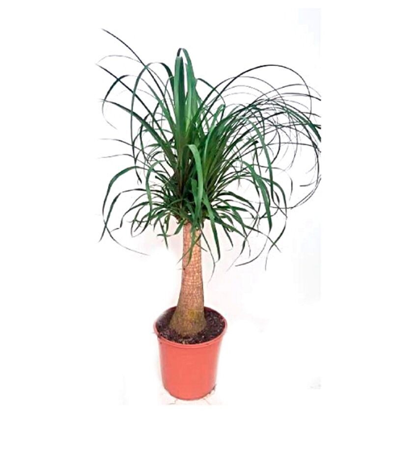 Nolina Beaucarnea Recurvata. Planta Interior. C27 cm