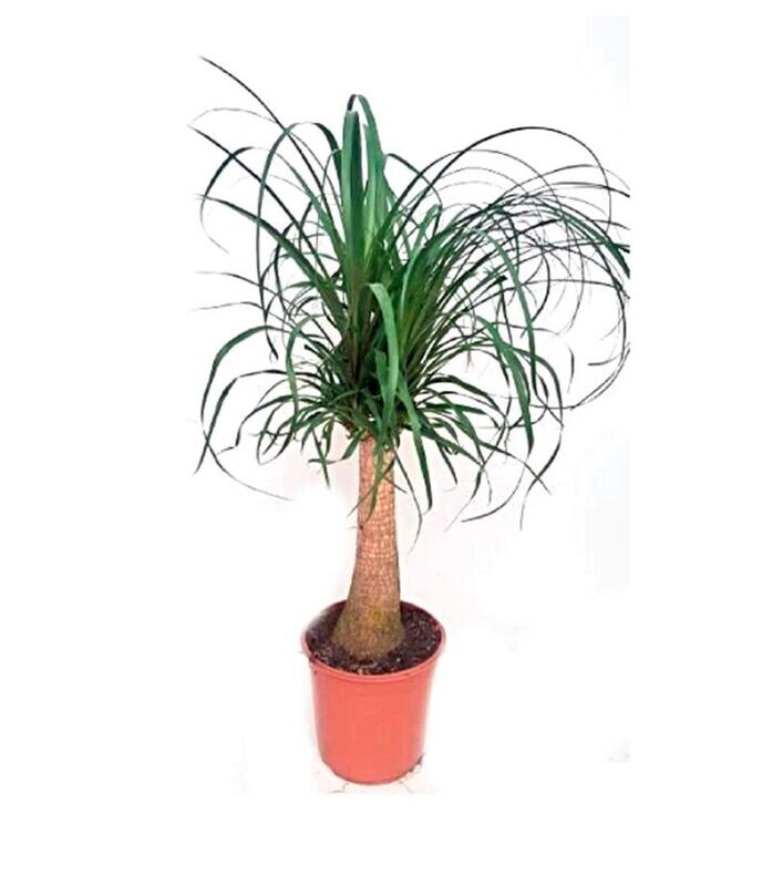 Nolina Beaucarnea Recurvata. Planta Interior. C27 cm