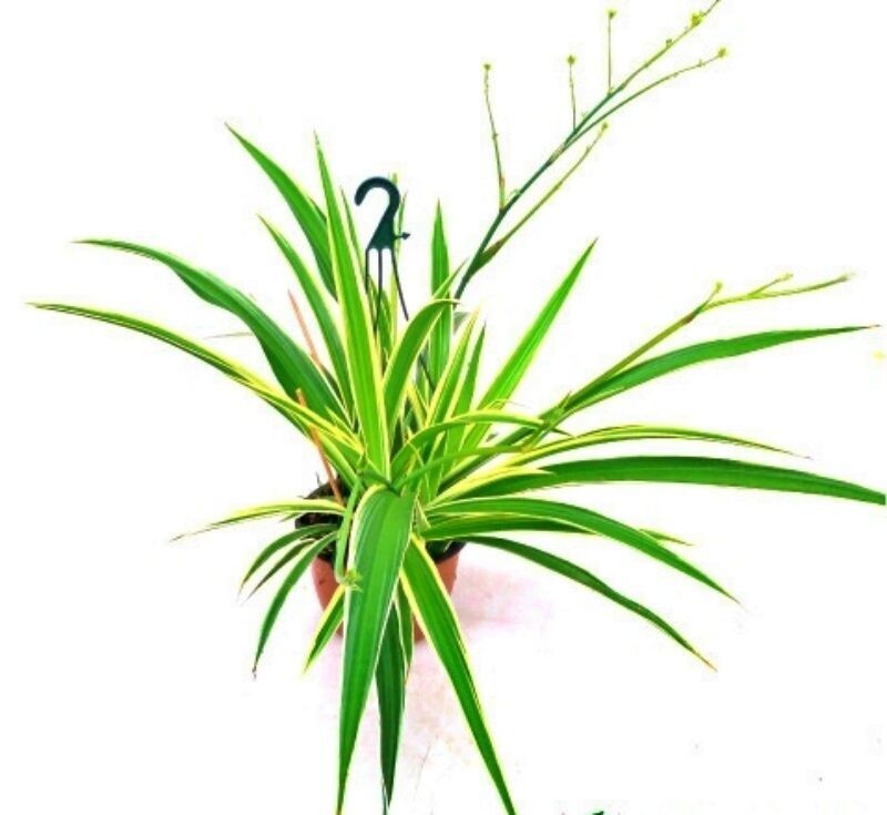 Chlorophytum. Cinta o Maladra. Planta colgante