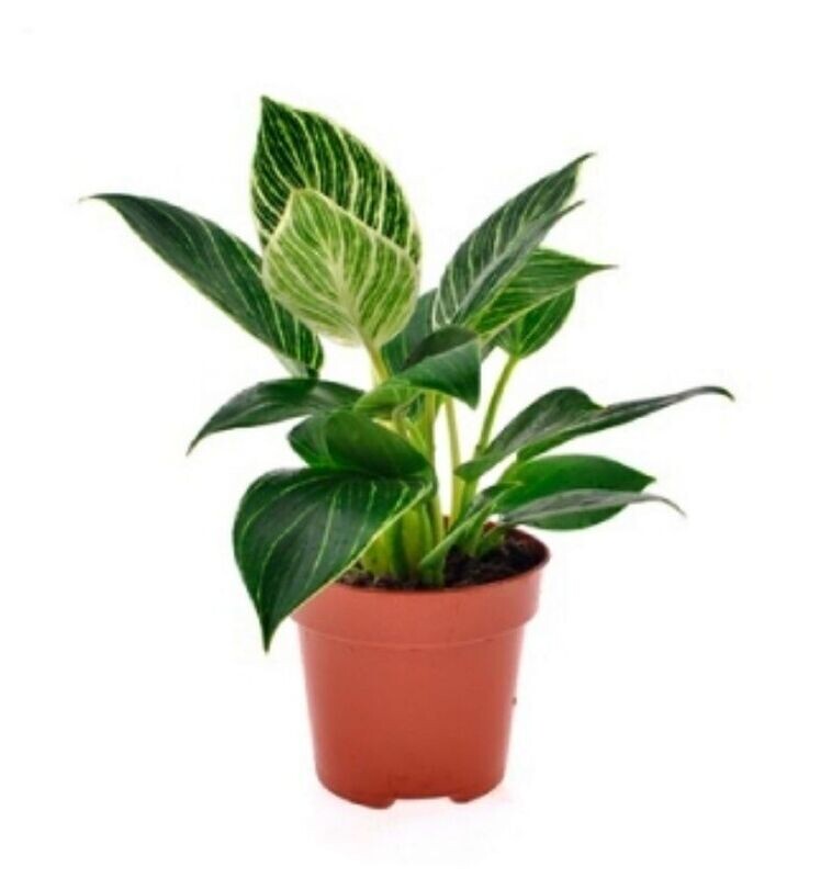 Philodendro Birkin. Planta natural Interior. Tonos blancos. M12
