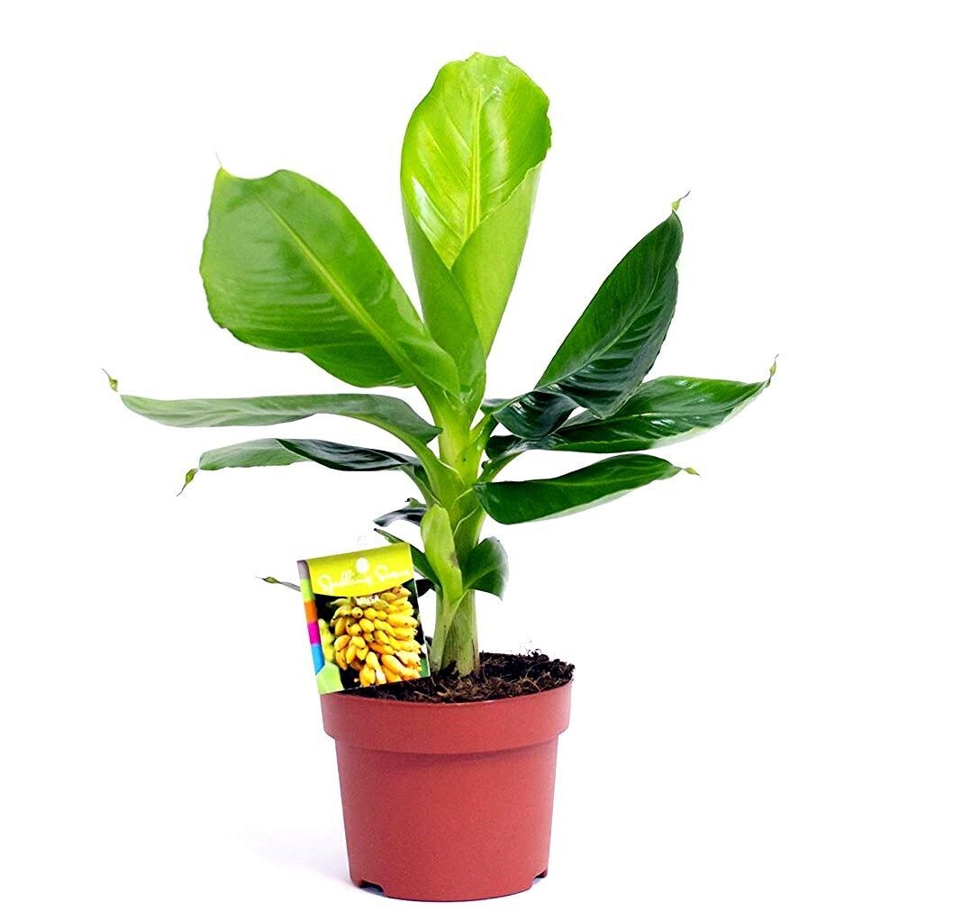 Planta Natural Platanera Musa Tropicana
