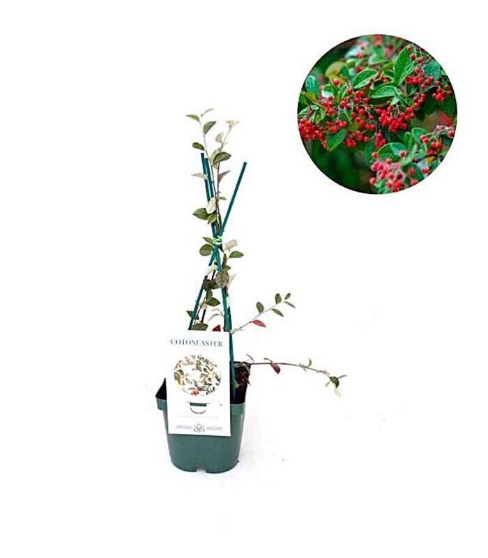 Cotoneaster. Bayas rojas duraderas. Planta Exterior.