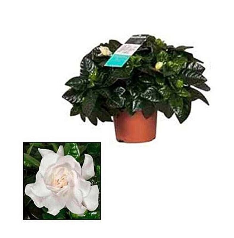 Gardenia Jasminoides. Planta exterior. Maceta 13