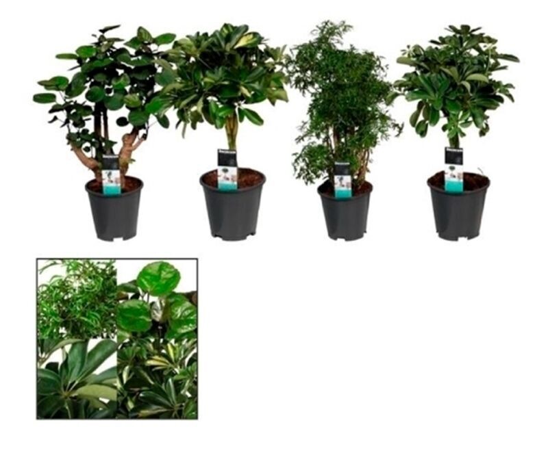 Polyscias Fabian. Planta narutal interior. Maceta 17 cm