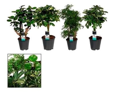 Polyscias Fabian. Planta narutal interior. Maceta 17 cm