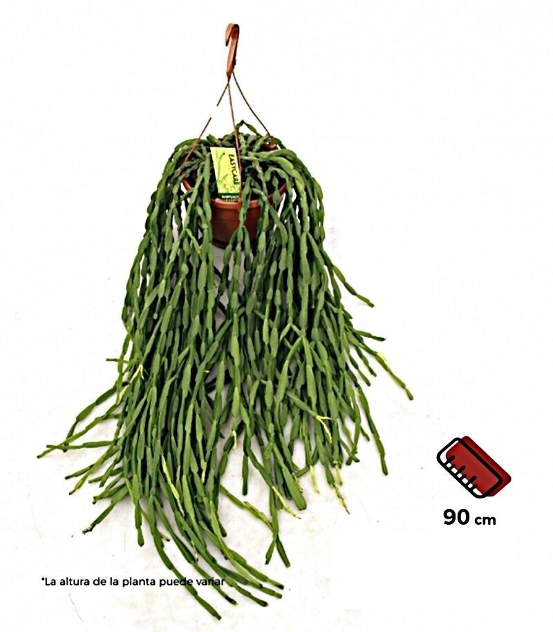 Rhipsalis Paradoxa. Planta interior. Maceta 21 cm