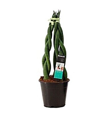 Sanseviera tower. Planta natural de interior. Maceta 12cm