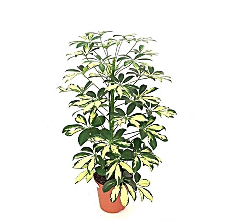 Schefflera. Planta natural interior. Maceta 13 cm