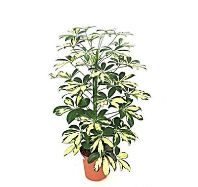 Schefflera. Planta natural interior. Maceta 13 cm