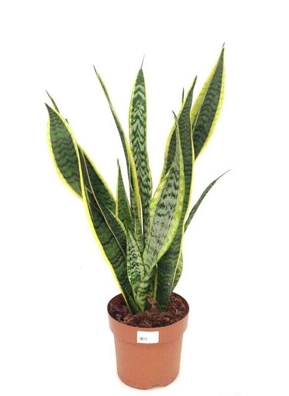 Sansevieria. Planta de interior. Maceta 17 cm
