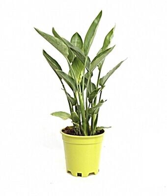 Strelitzia Reginae. Planta Ave del Paraiso