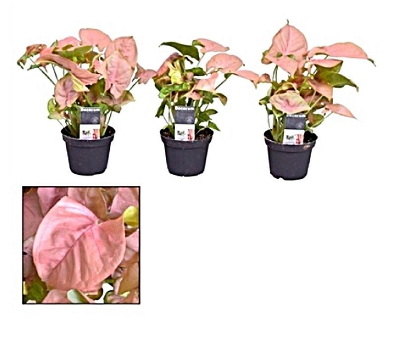 Syngonium Rosa. Planta de interior. Maceta 9 cm