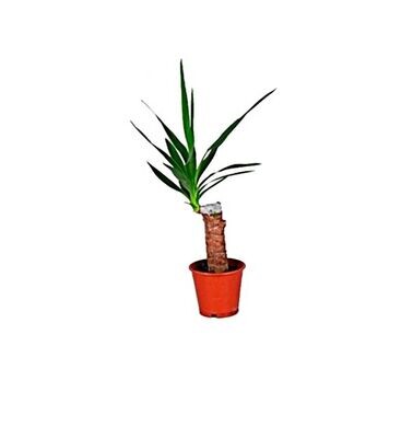 Yucca. Planta natural interior - exterior. Maceta de 12 cm