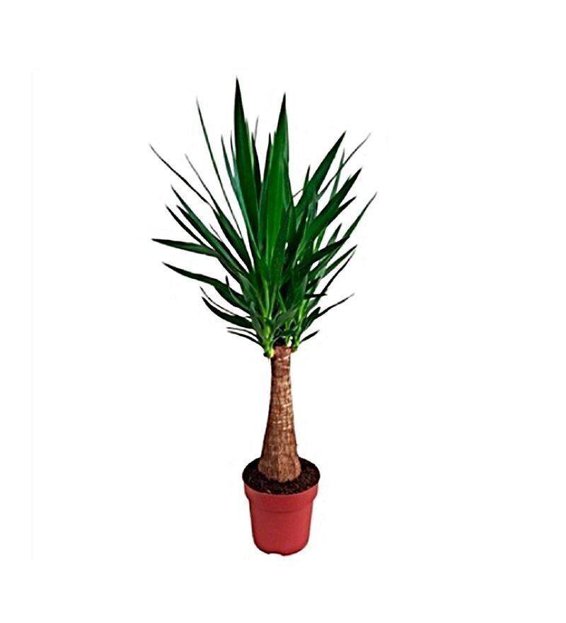 Yucca Planta natural. Maceta de 19 cm