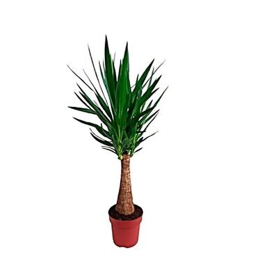 Yucca Planta natural. Maceta de 19 cm