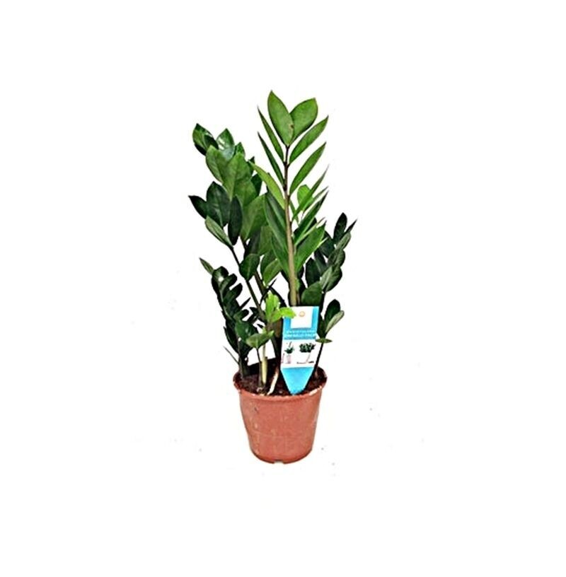 Zamioculcas. Planta natural. Maceta de 15 cm