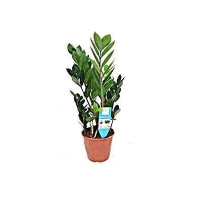Zamioculcas. Planta natural. Maceta de 15 cm