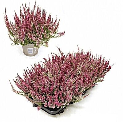 Brezo calluna rosa. Pack de 10 plantas. Maceta 11 cm