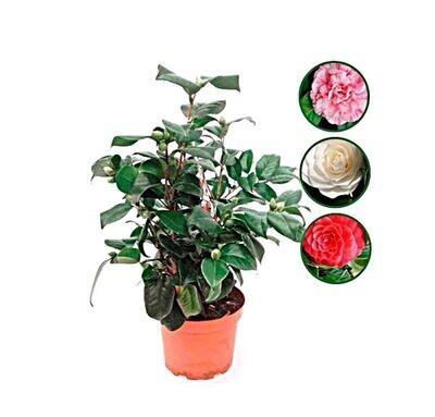 Camellia Japonica. Planta natural exterior.