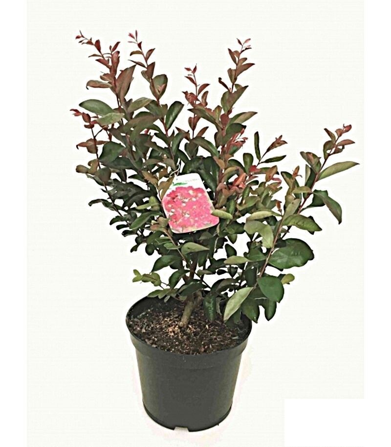 Lagerstroemia indica. Planta exterior. Maceta de 3,5L