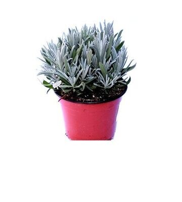 Planta de Lavandula Angustifolia - Espliego M17