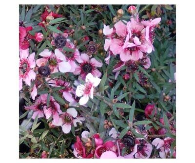 Leptospermum Rosa  Planta exterior. 20 - 25 cm