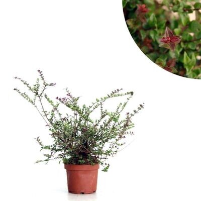 Lonicera Nitida. Planta natural exterior. Maceta 17 cm