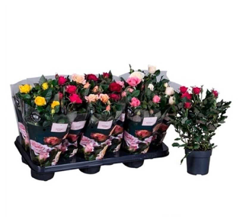 Pack de 10 Rosales mini rosas, variados de colores