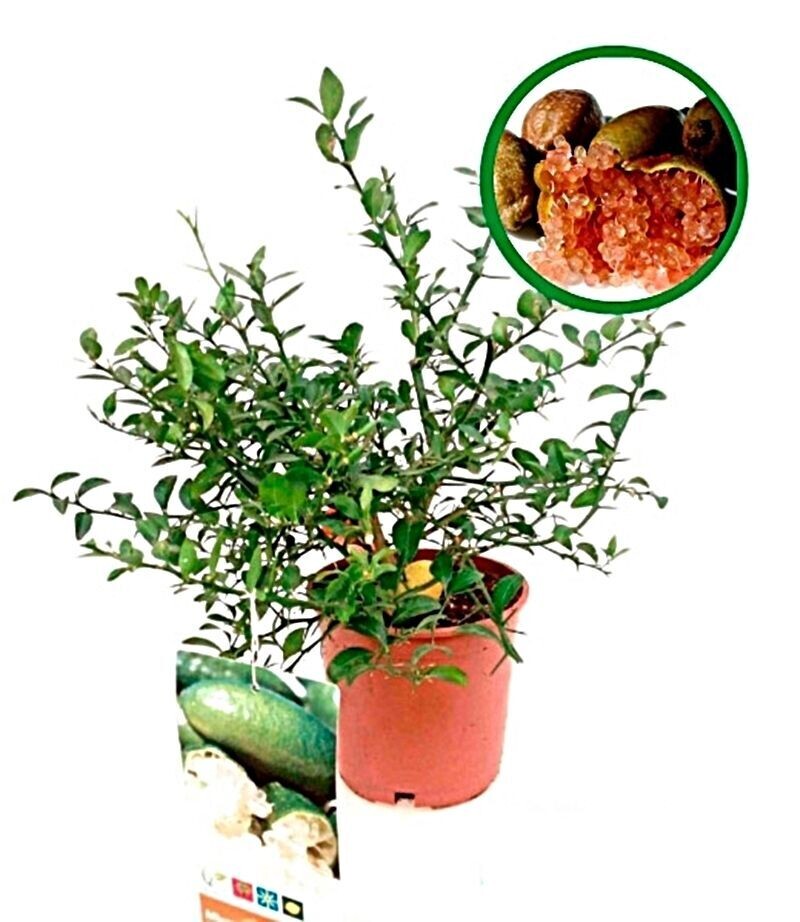 Microcitrus Rosa. Caviar cítrico. Planta exterior. M2.5 L