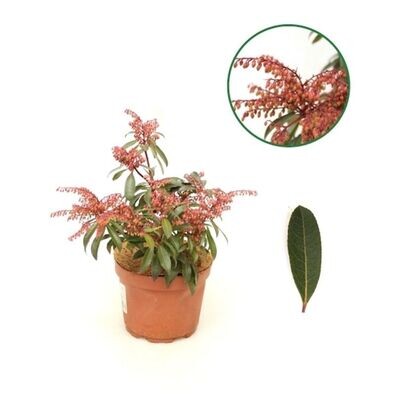Andromeda japónica. Pieris Forest Flame.