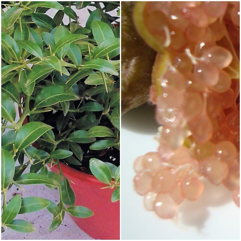 Microcitrus. Caviar citrico. Planta exterior. M 2.5L