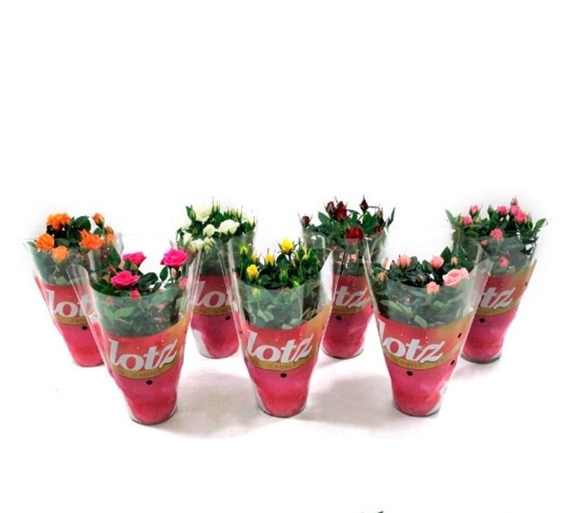 Pack de 10 Rosales mini rosas, variados de colores