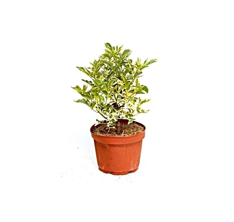 Sambucus Nigra Madonna. Planta exterior. Maceta 17 cm