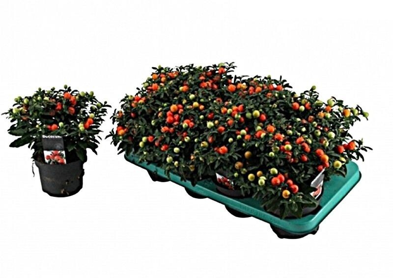 Solanum. Planta exterior ornamental. Maceta 12 cm.