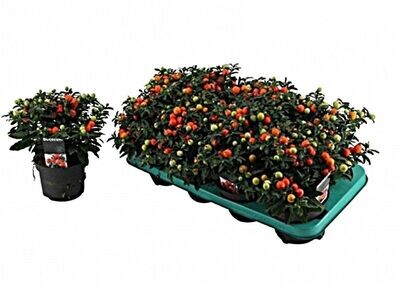 Solanum. Planta exterior ornamental. Maceta 12 cm.