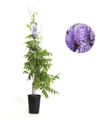 Wisteria. Planta exterior.