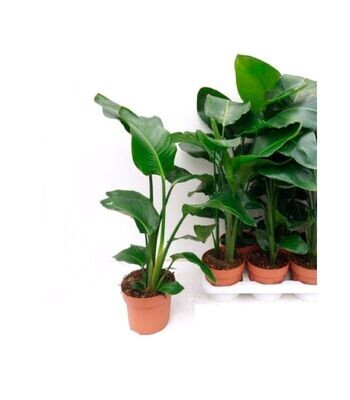 Strelitzia Nicolai. Planta exterior.