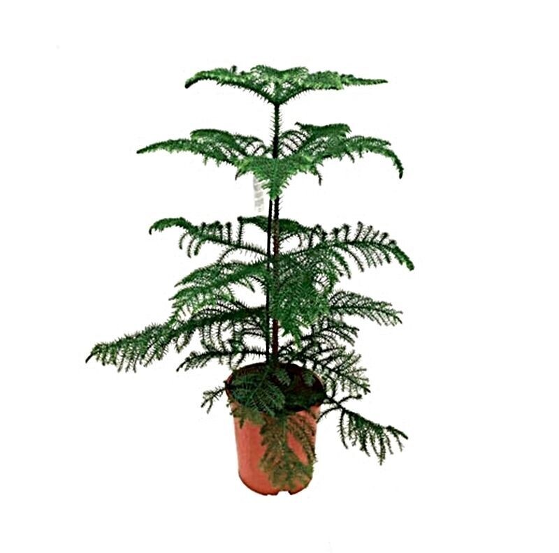 Planta natural Araucaria. Altura 30 - 35 cm