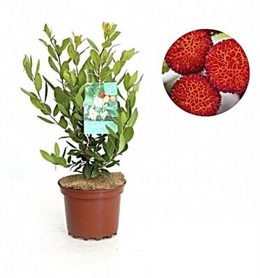 Arbustus unedo. Madroño. Planta exterior. Maceta 2L