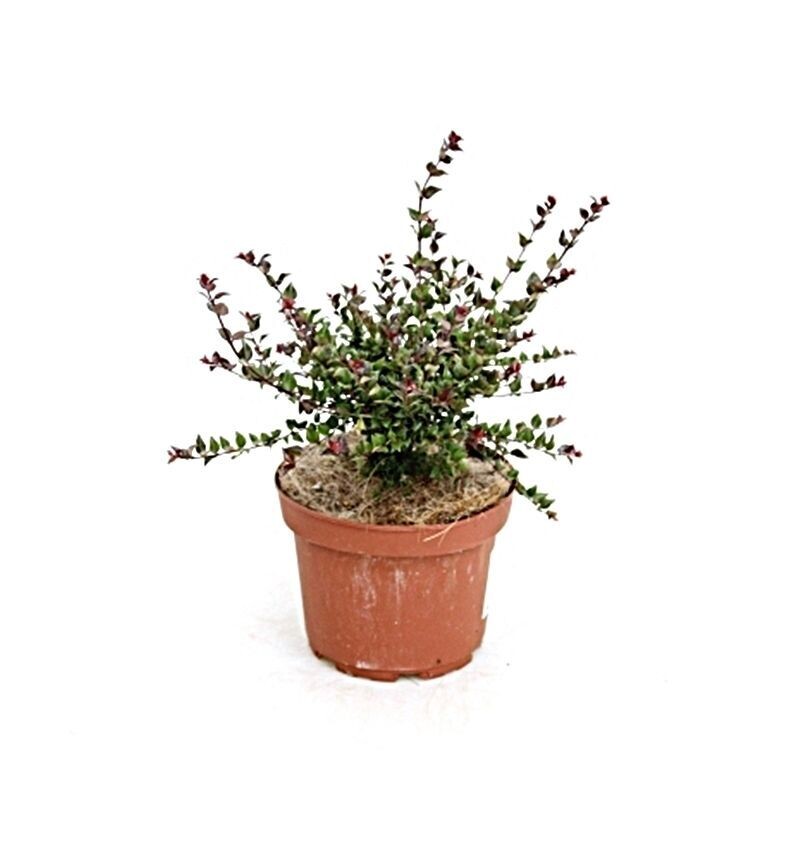 Abelia Edward Goucher. Planta exterior. Maceta 10 L
