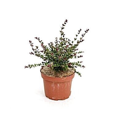 Abelia Edward Goucher. Planta exterior. Maceta 10 L