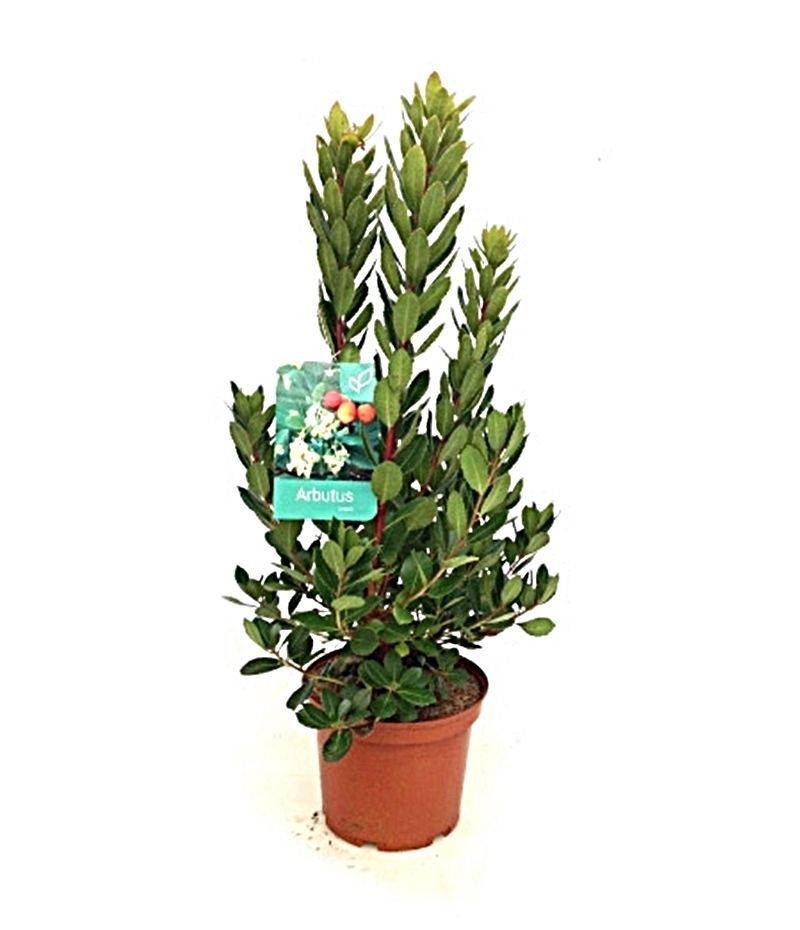 Arbustus unedo. Madroño. Planta exterior. Maceta 2L