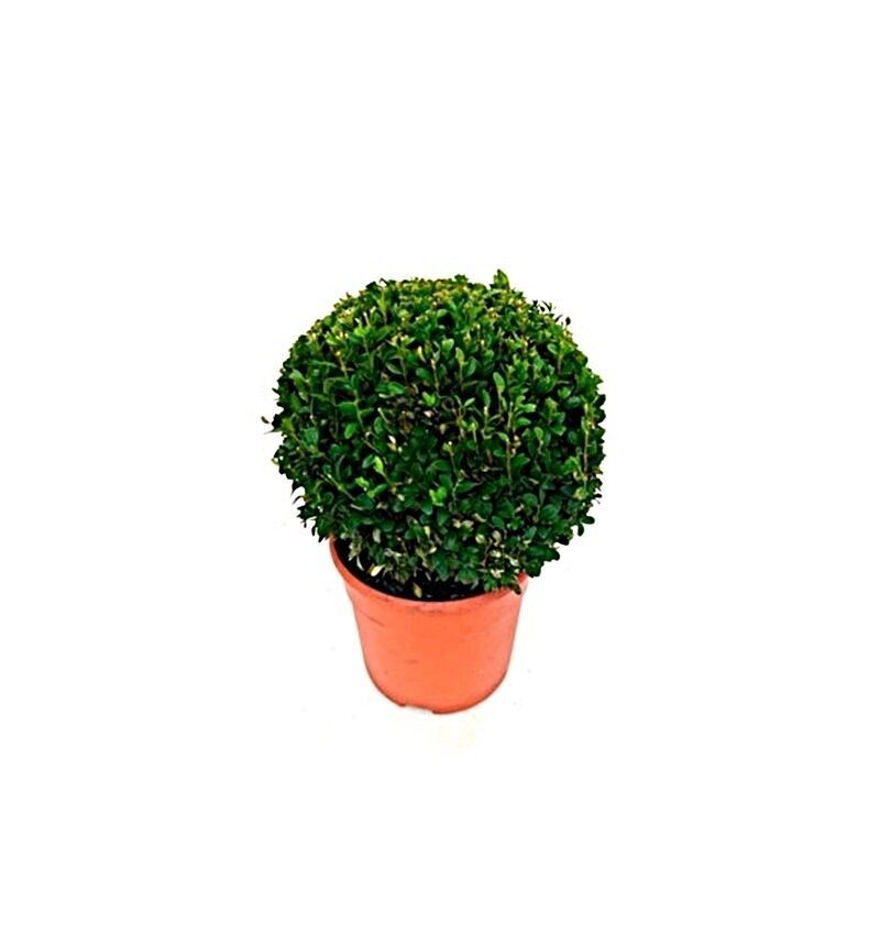 Buxus bola. Planta de exterior. Maceta 20 cm