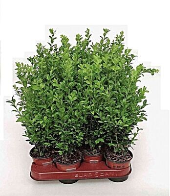 Buxus Sempervirens. Boj. Buxo. Planta Topiaria 15-20 cm